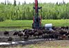 Bison at oil well