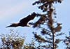 Bald Eagle In Nova Scotia