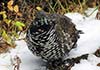 Ptarmigan changing colour