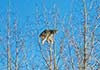 Lynx treed by cougar. Photo by J.Gregory