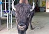 Bison at processing site