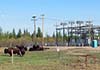 Bison by electrical sub-station