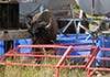 Bison damaged fuel stand