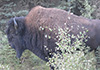 Fencing prevents this wild buffalo from grazing beside runway