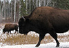 After airfield is fenced, these wild buffalo now graze beside roadway