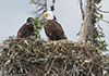 Eagle and eaglet near an isolated northern runway