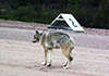 Wolf on a runway in the Northwest Territories